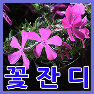 꽃잔디50포트-3치포트(홍설)